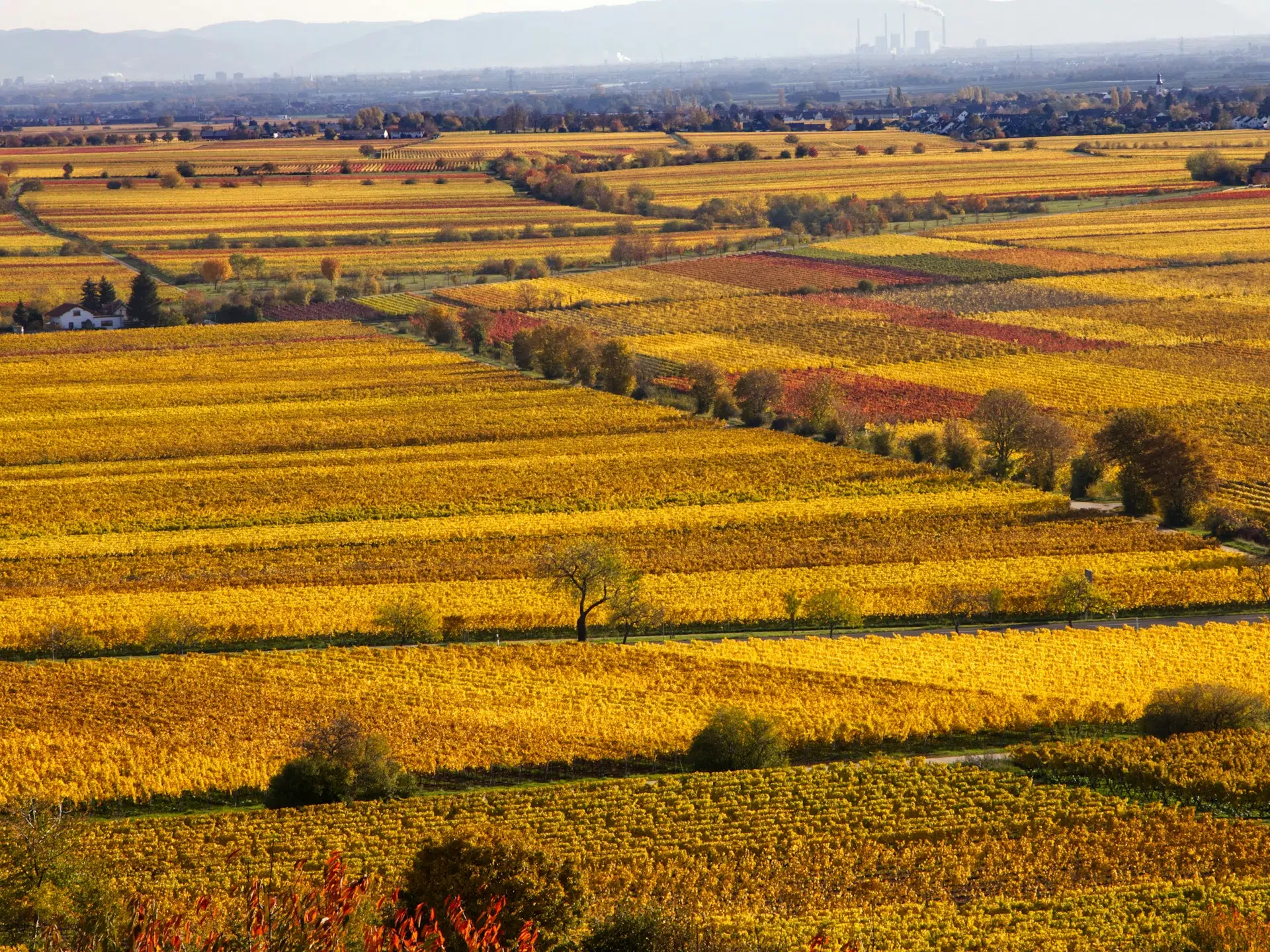 Blick in gelbe Weinberge in der Süd-Pfalz bei Landau